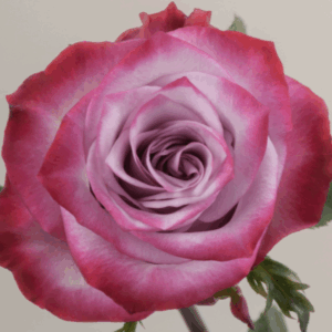 ROSE DEEP PURPLE - 60 CM